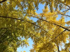 -三里屯东五街银杏大道