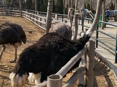 -大连森林动物园