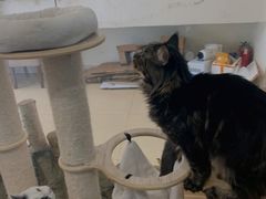 -酷豆宠物咖啡·宠物美食·撸猫馆