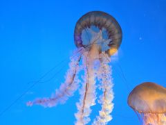 -太平洋海底世界