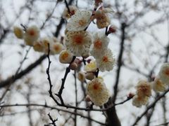 -香雪海