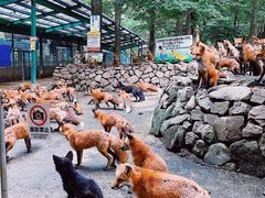 -宫城藏王狐狸村