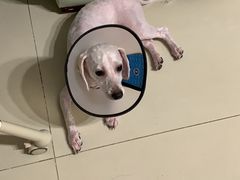 -宠物星动物医院·眼科·异宠·猫科(江南大道总院)