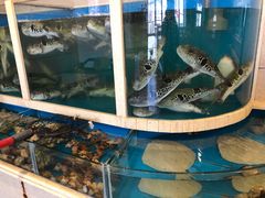 -天正河鲀·河豚亭(大连店)