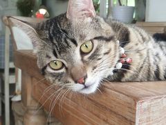 -海边的猫和咖啡馆