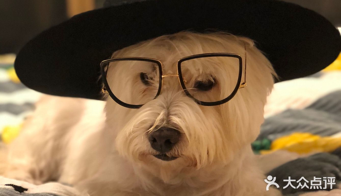 教授🐶