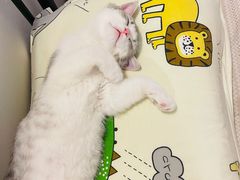 -中农国际动物医院24小时·猫科·骨科·急重症中心
