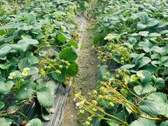 -小鱼草莓采摘园农家乐·小鱼餐厅