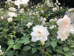 -人民公园(罗湖区)