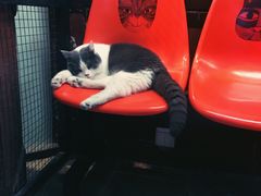 -猫咪博物馆(顶澳仔猫街店)