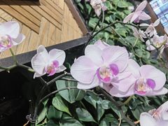 -Peet's Coffee皮爷咖啡(豫园店)