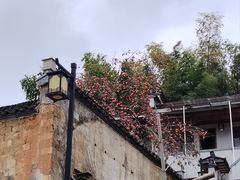 -塔川景区