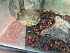 -南宫五洲植物乐园