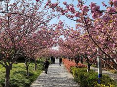 -高东镇樱花园