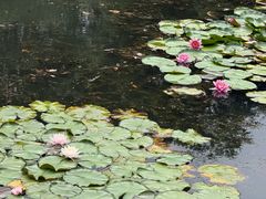 -张鸟园农家乐(张鸟园店)