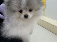 -圣宠动物医院·犬猫专科·影像中心·外科中心