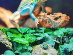 -正佳雨林生态植物园