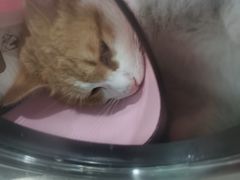 -暖阳宠物医院·犬猫康复中心·骨科