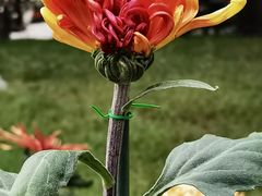 -国家植物园