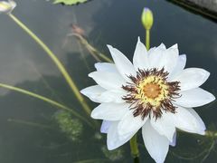 -中国科学院华南植物园