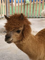 -萌宠亲子动物乐园(槐房万达店)