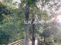-野象谷景区