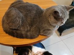 -平行世界·猫咖(首经贸店)