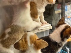 -傲雄·叮叮宠物(新华路店)