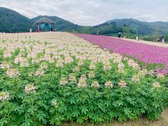-径山花海