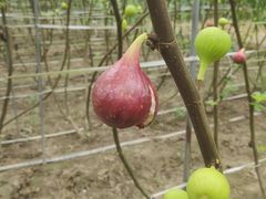 -武汉世外桃源农庄