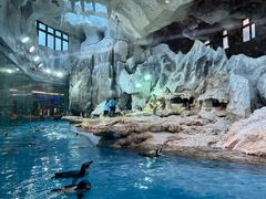 -帝企鹅自助餐厅•儿童岛•真企鹅(长隆企鹅酒店)