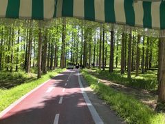 -黄海国家森林公园