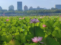 -莲花池公园