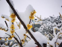 -丰台花园