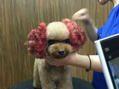 -鑫艺宠物美容培训学校