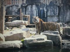-上海野生动物园