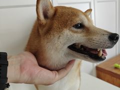 -瑞鹏宠物医院·骨科·猫科·内科(第一中心)