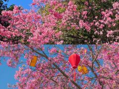 -攀枝花公园