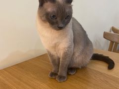 -滚猫咖啡·猫咖·猫友好撸猫(未来城店)