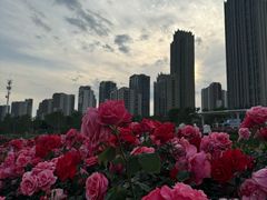 -小麦岛公园