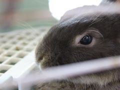 -宠物兔专门店(天丰利市场店)