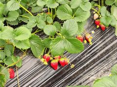 -尚果生态采摘园