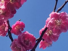 -无锡梅园公园