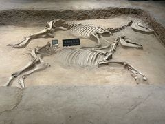 -洛阳周王城天子驾六博物馆
