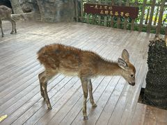 -西双版纳原始森林公园