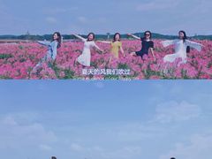 -莲花山花海