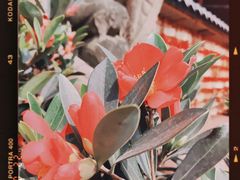 -峨眉山报国寺