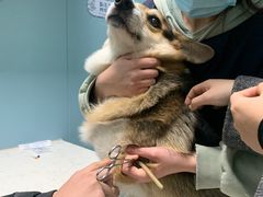 -关爱动物医院·心脏·中兽医·异宠(金牛路分院)