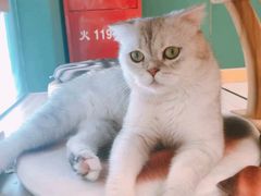 -飞行喵MR PILOT|猫舍·猫咖(静安大融城店)