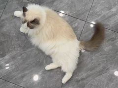 -爱洗澡的猫(望京店)